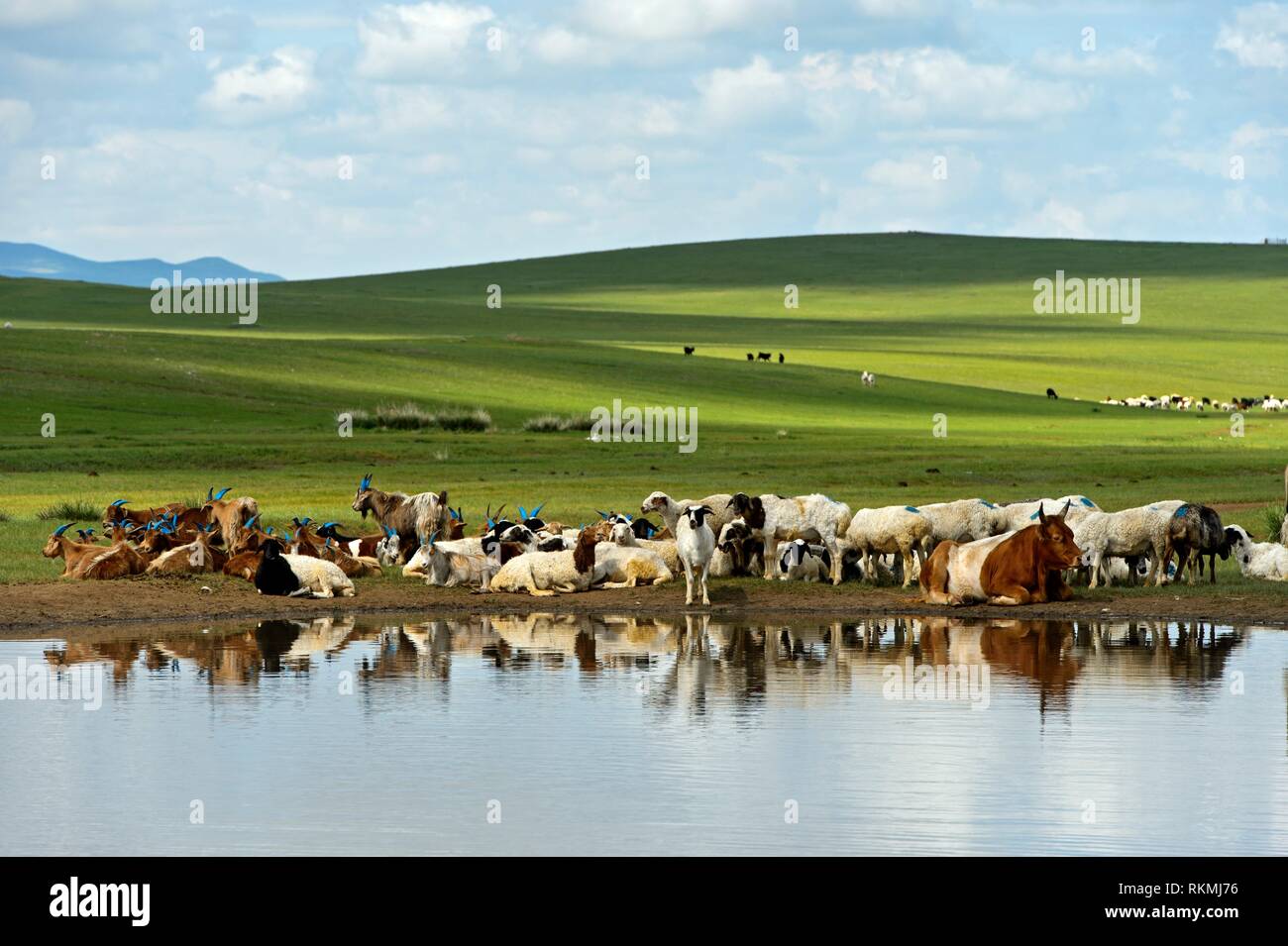 Cattle and sheep at a water hole in the Mongolian steppe near Ulaanshiveet, Bulgan Province, Mongolia. Stock Photo