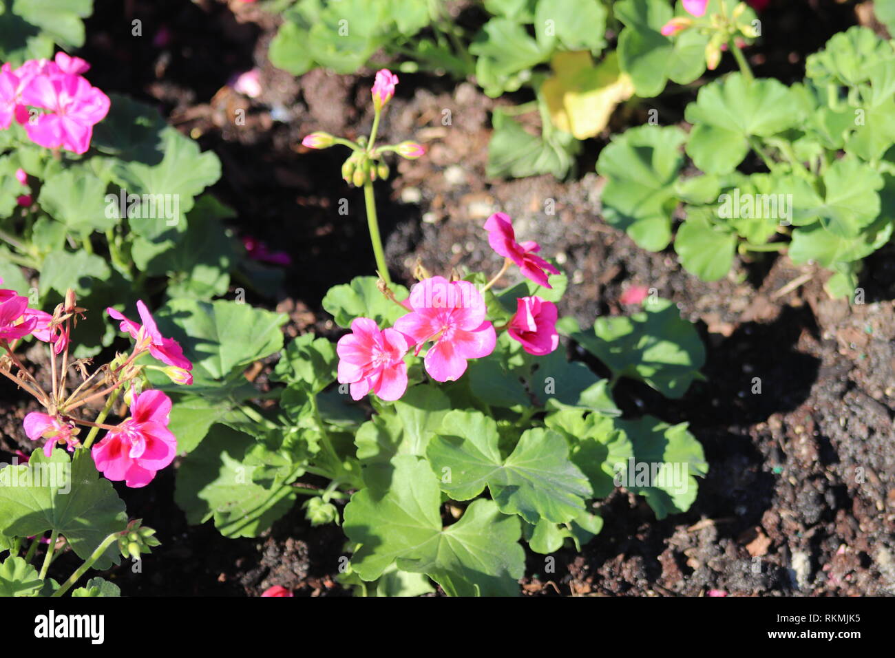 Best photos of flowers hi-res stock photography and images - Alamy