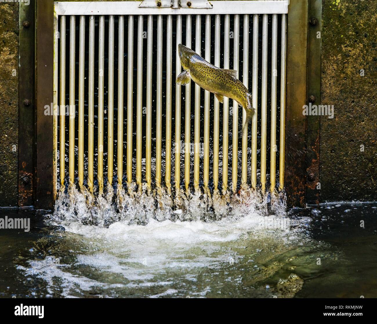 Chinook Salmon Jumping Issaquah Hatchery Washington. Salmon swim up the