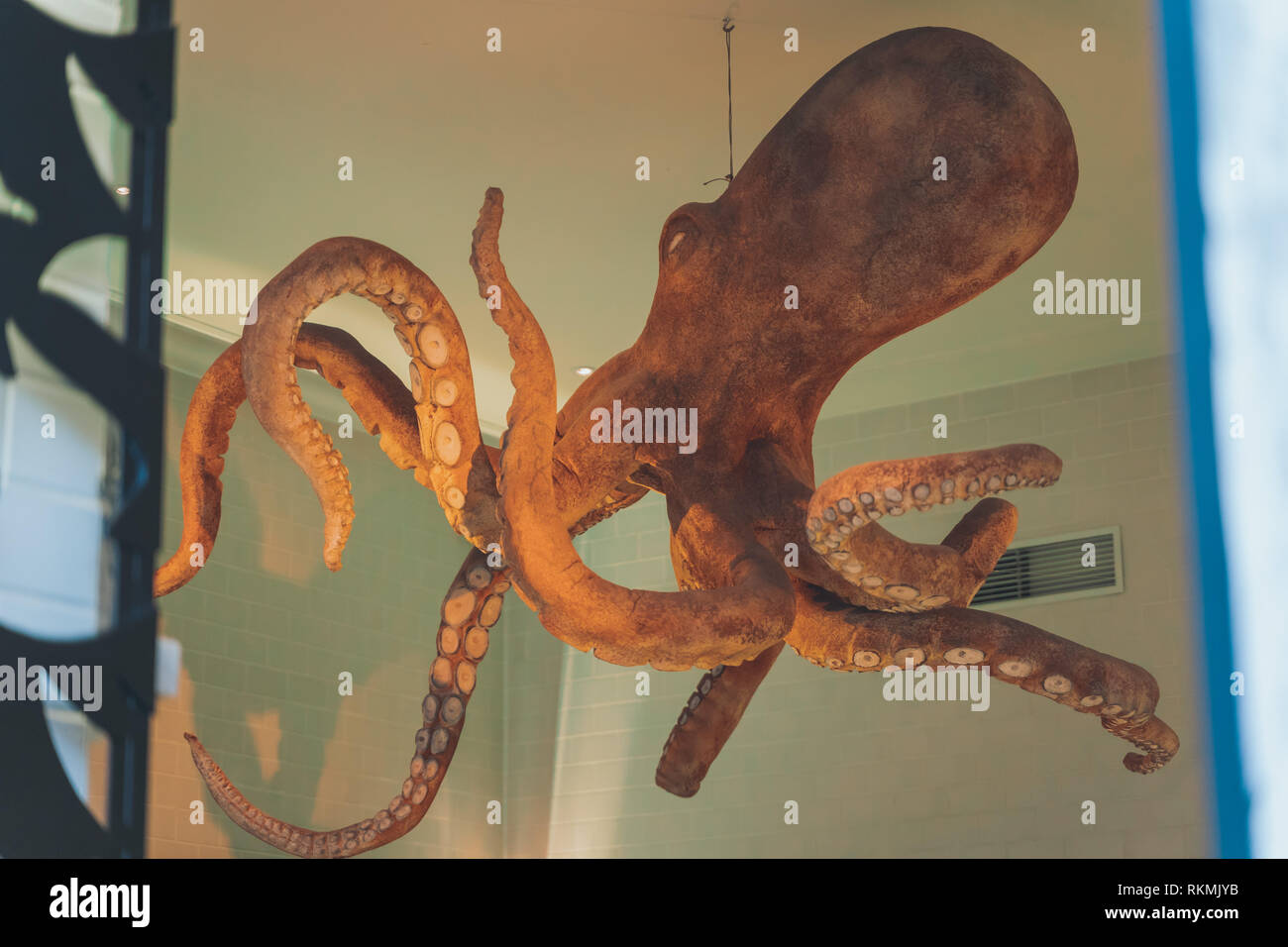 Lisbon, Portugal - 01/03/19: Giant Octopus in the Ceiling of a shop in downtown Chiado, close to Principe Real, royal prince gardens. Red and Green ba Stock Photo