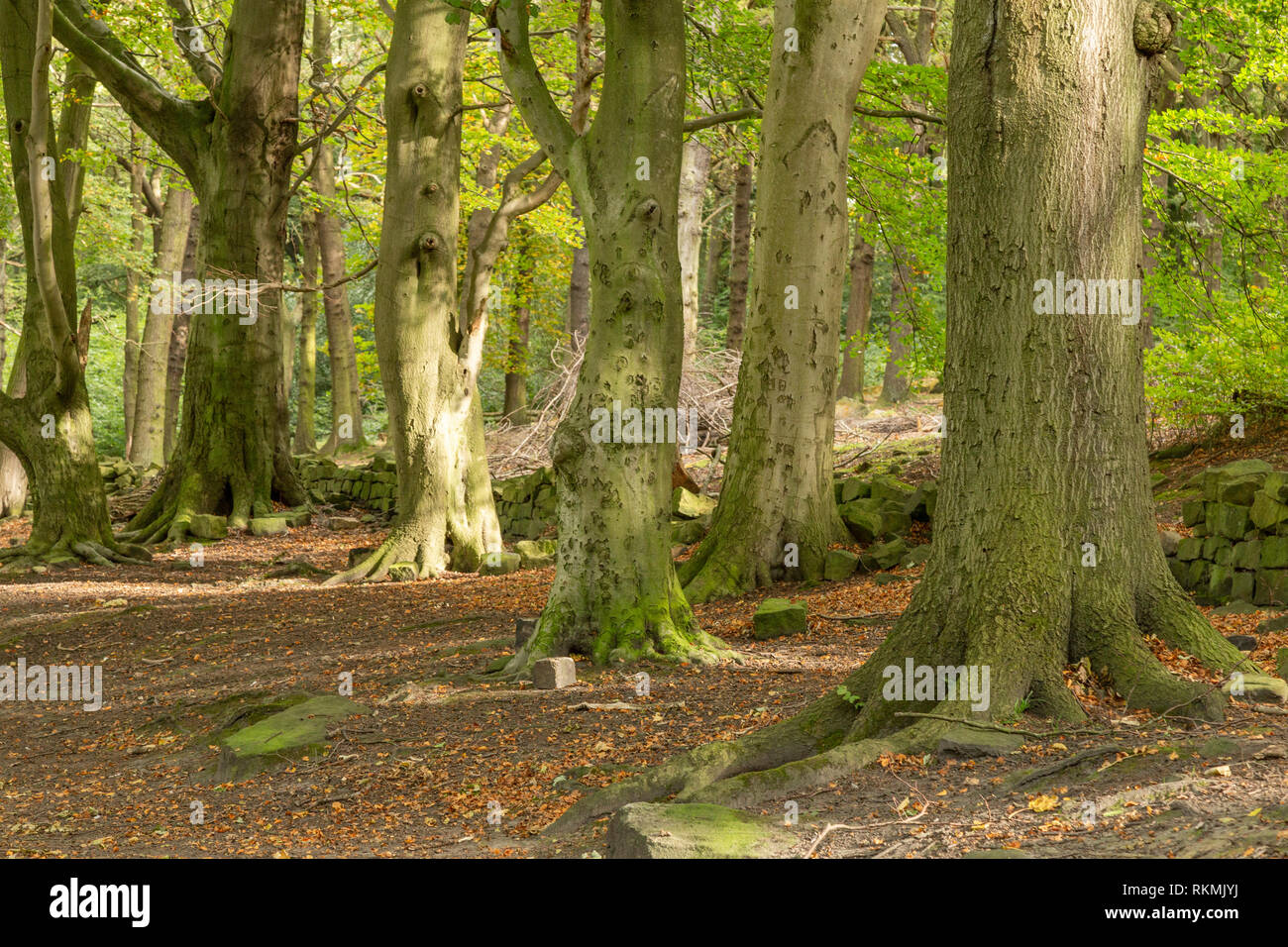 Calverley Woods, a woodland near Leeds managed by The Woodland Trust Stock Photo Alamy