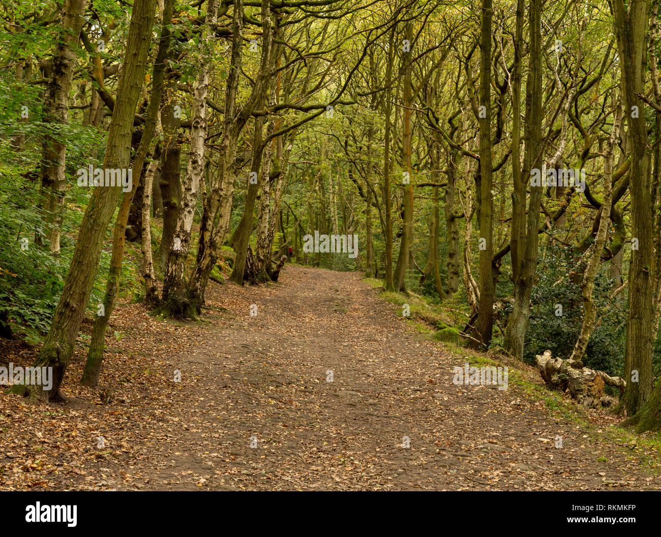 Calverley Woods, a woodland near Leeds managed by The Woodland Trust. Stock Photo