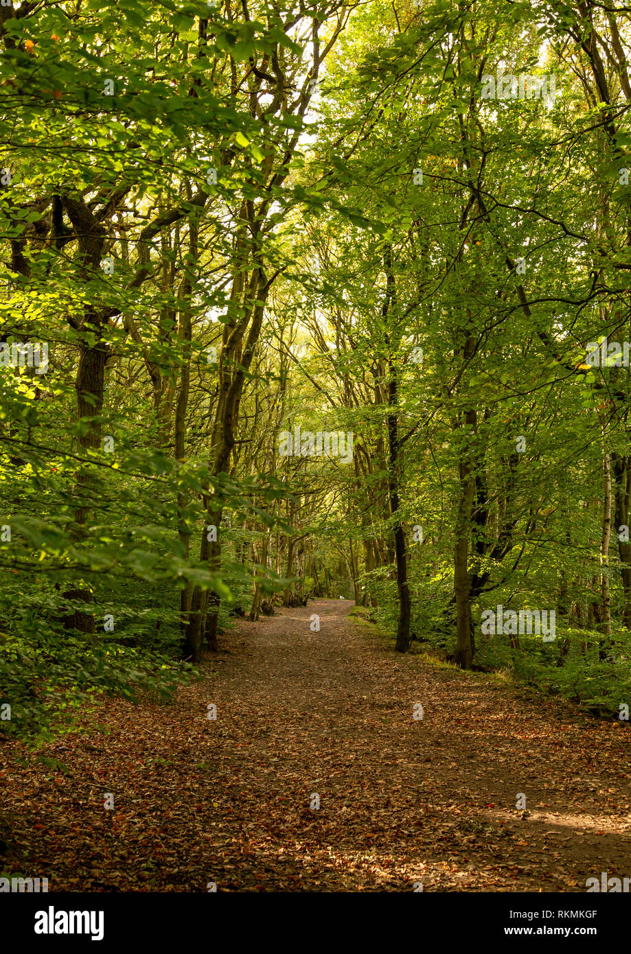 Woodland trust hires stock photography and images Alamy