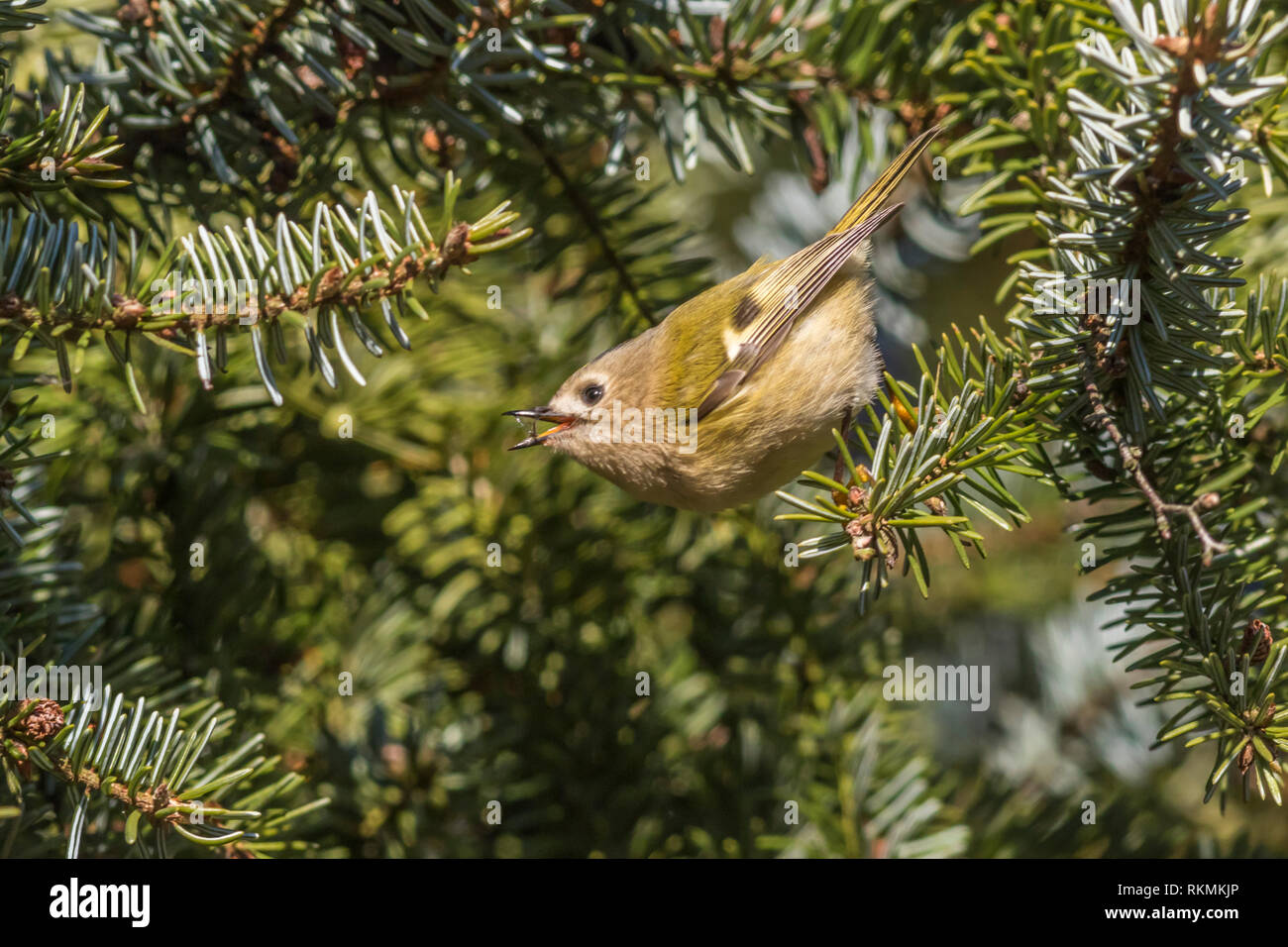 A tiny goldcrest on a branch is searching for fodder. Its a wonderful and beautyful little sonbird. Stock Photo