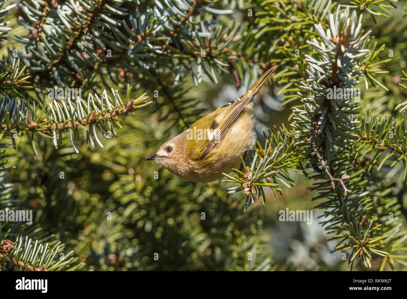 A tiny goldcrest on a branch is searching for fodder. Its a wonderful and beautyful little sonbird. Stock Photo