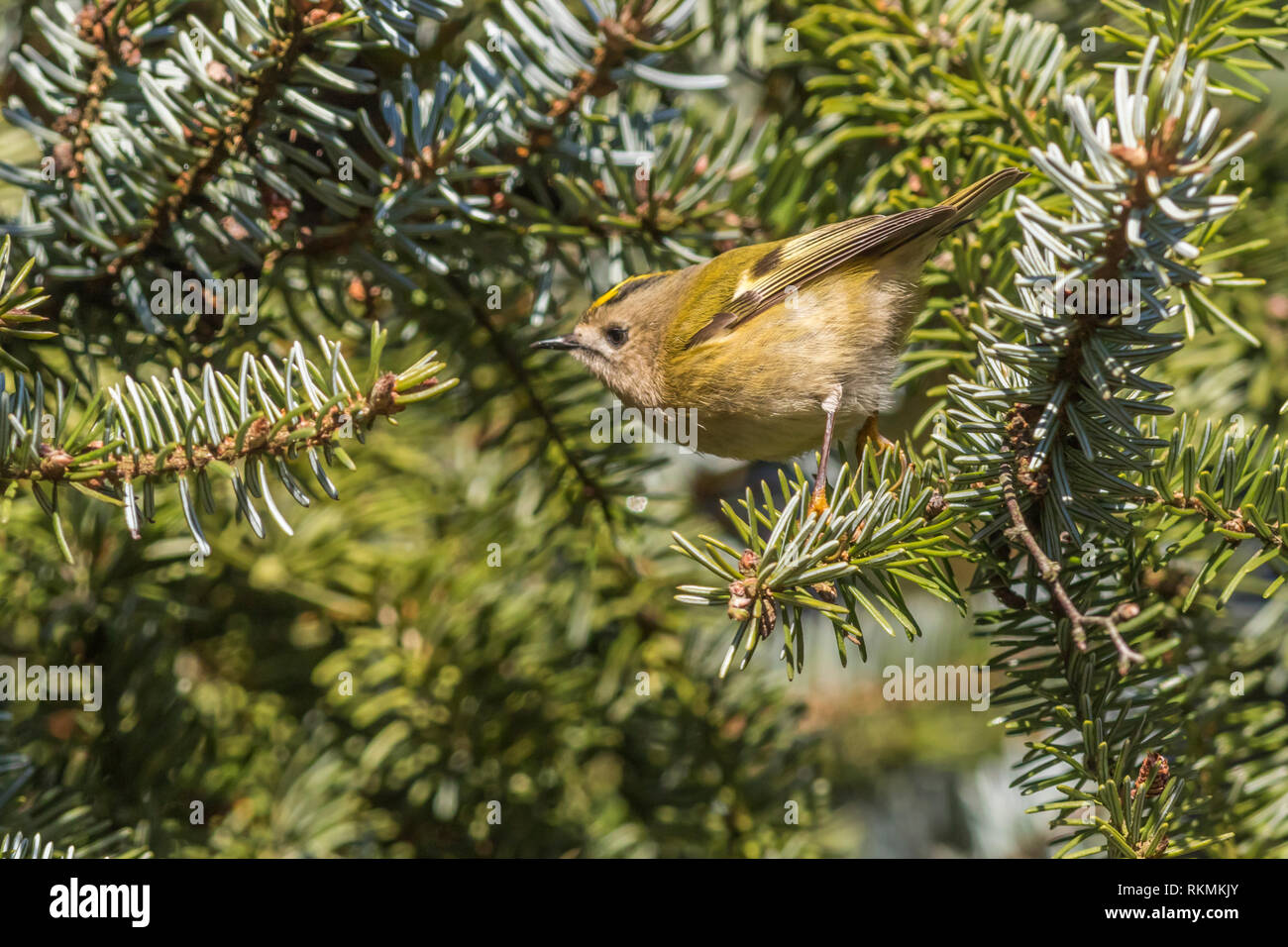 A tiny goldcrest on a branch is searching for fodder. Its a wonderful and beautyful little sonbird. Stock Photo