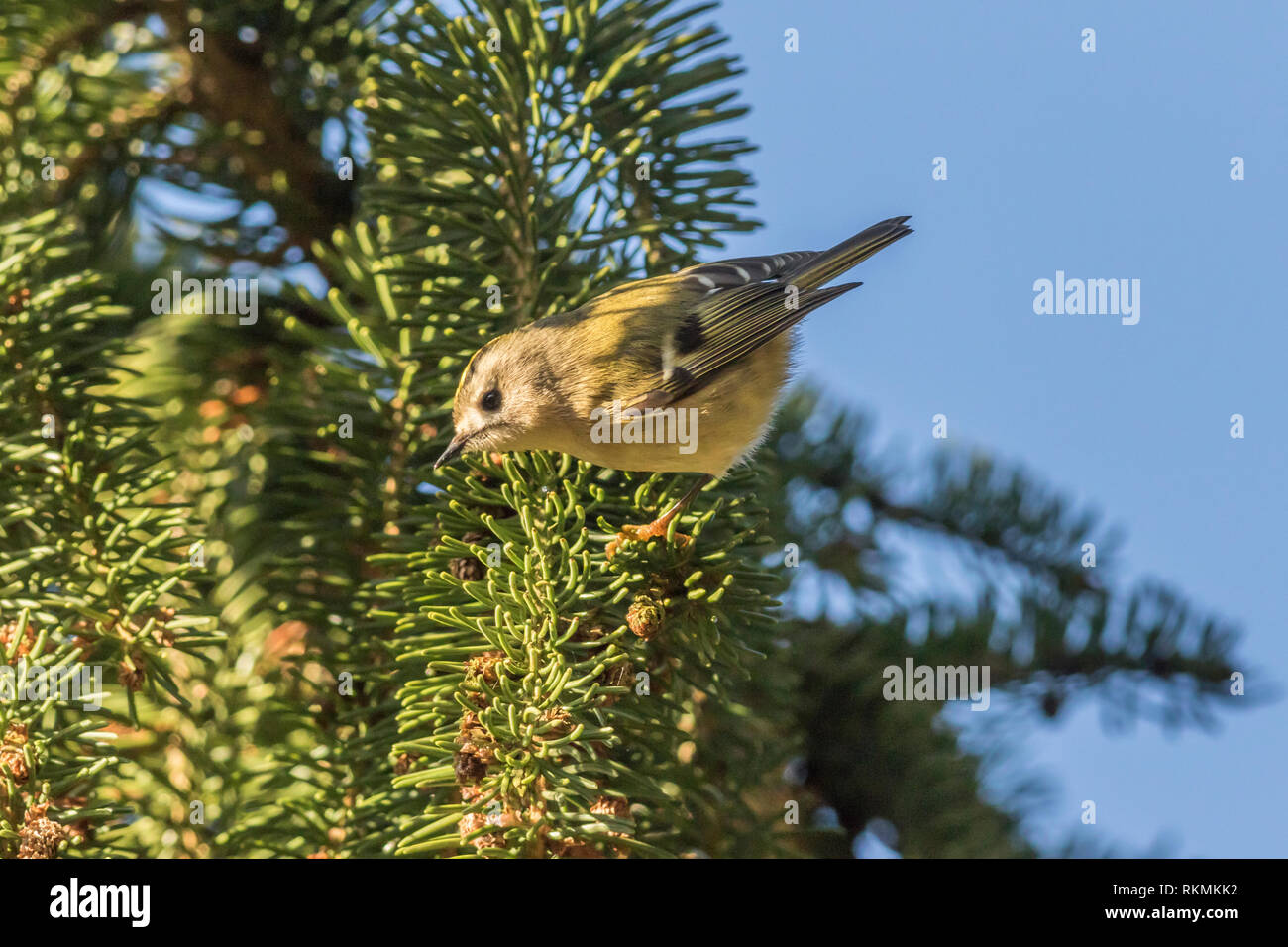 A tiny goldcrest on a branch is searching for fodder. Its a wonderful and beautyful little sonbird. Stock Photo