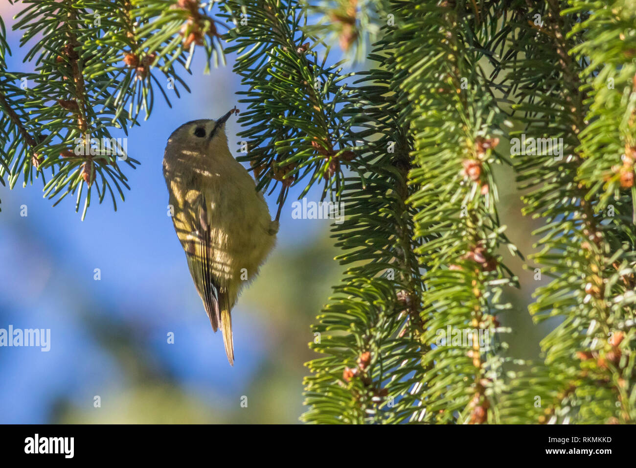 A tiny goldcrest on a branch is searching for fodder. Its a wonderful and beautyful little sonbird. Stock Photo