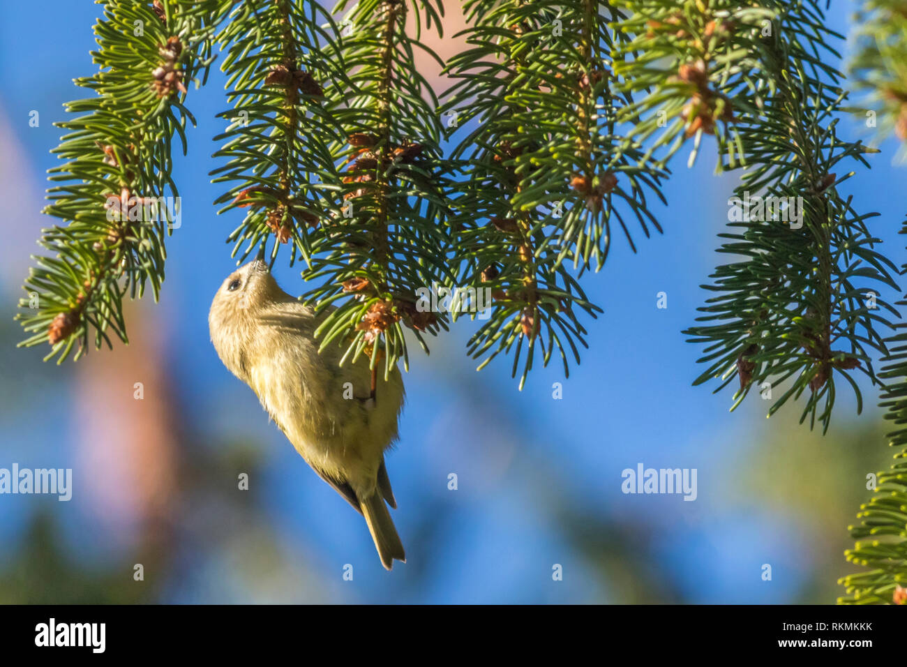 A tiny goldcrest on a branch is searching for fodder. Its a wonderful and beautyful little sonbird. Stock Photo