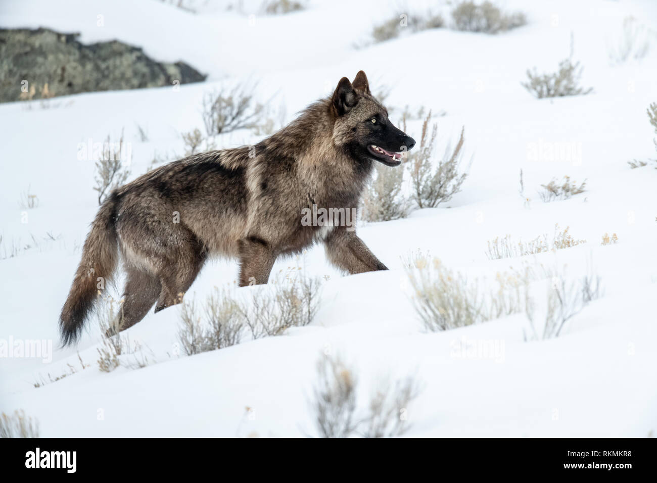 Canis lupus yellowstone