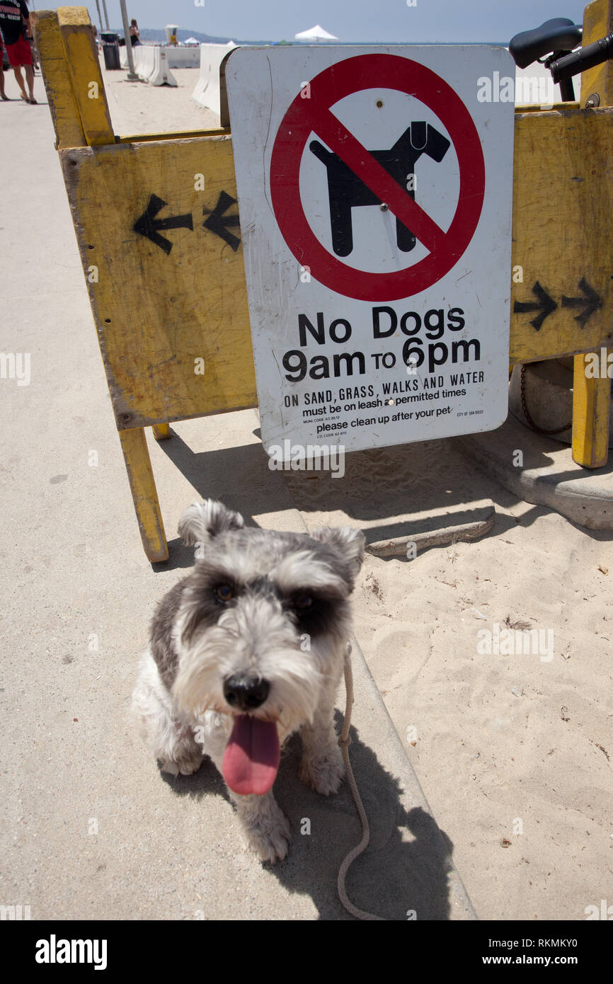 are dogs allowed in stores in california