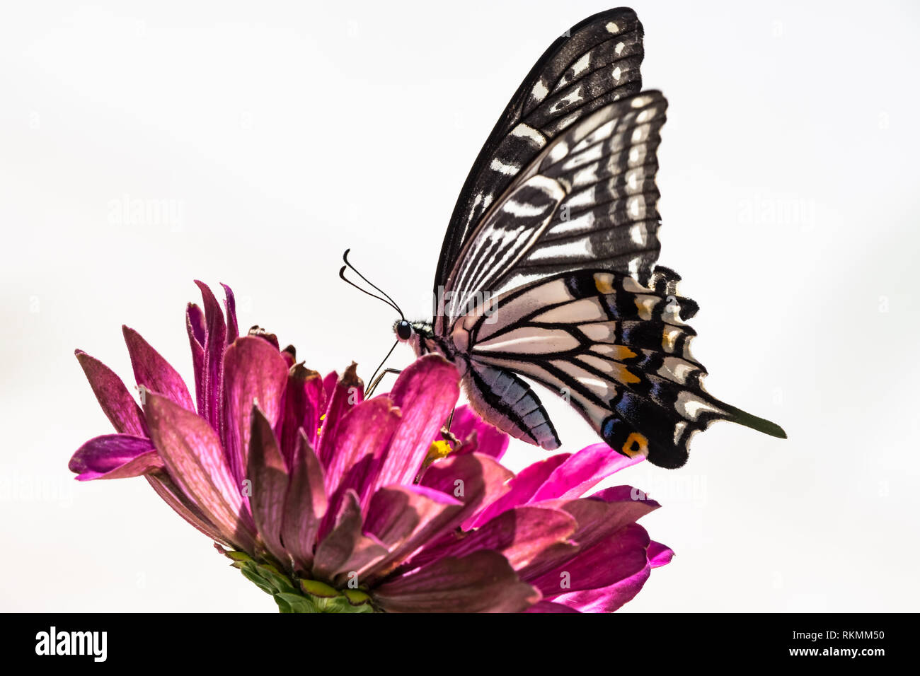 A Swallowtail butterfly and a flower with white background Stock Photo
