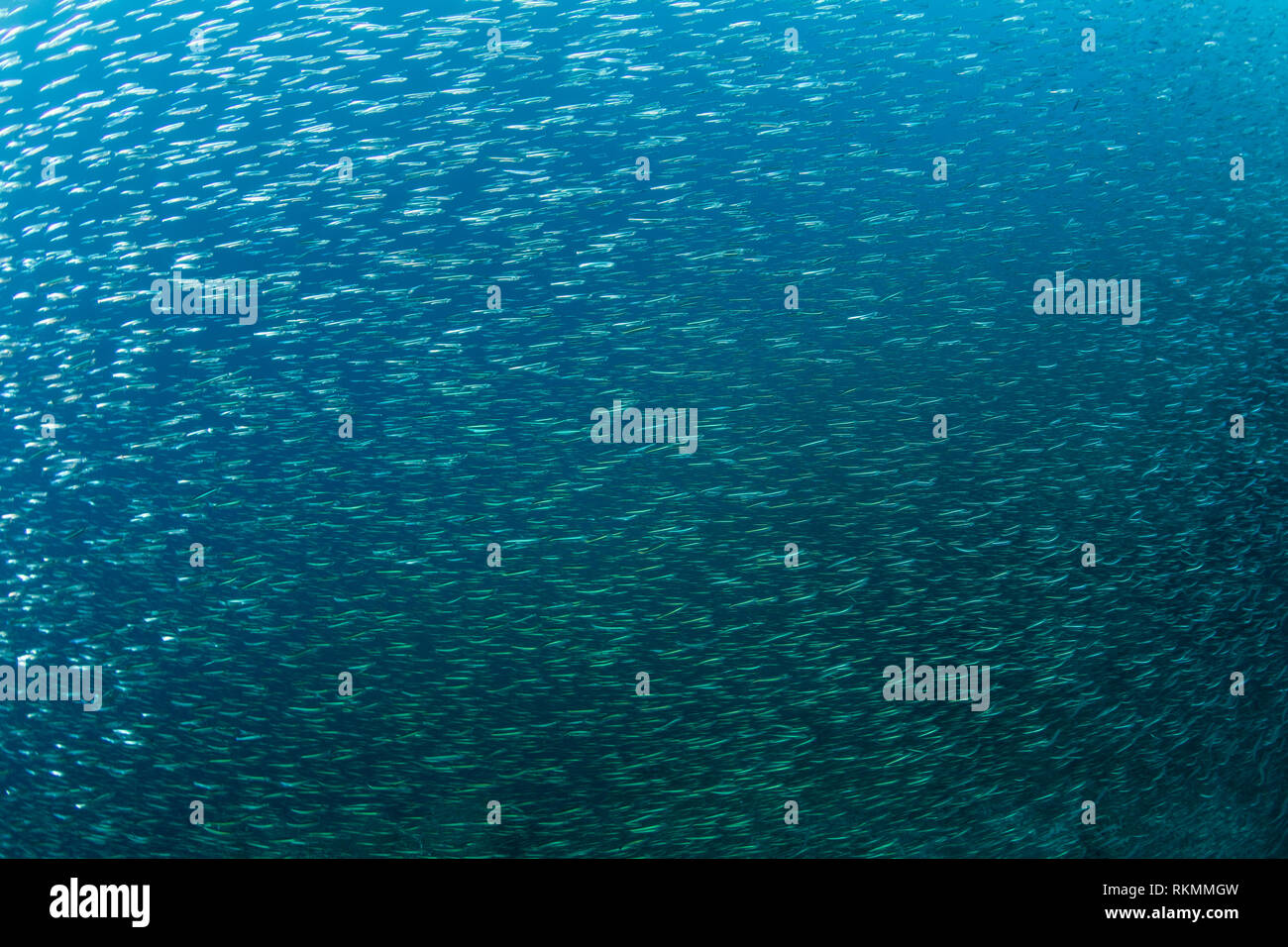 A large school of silversides swims just off the edge of a coral reef in Raja Ampat, Indonesia. These small, silvery fish often end up as prey. Stock Photo
