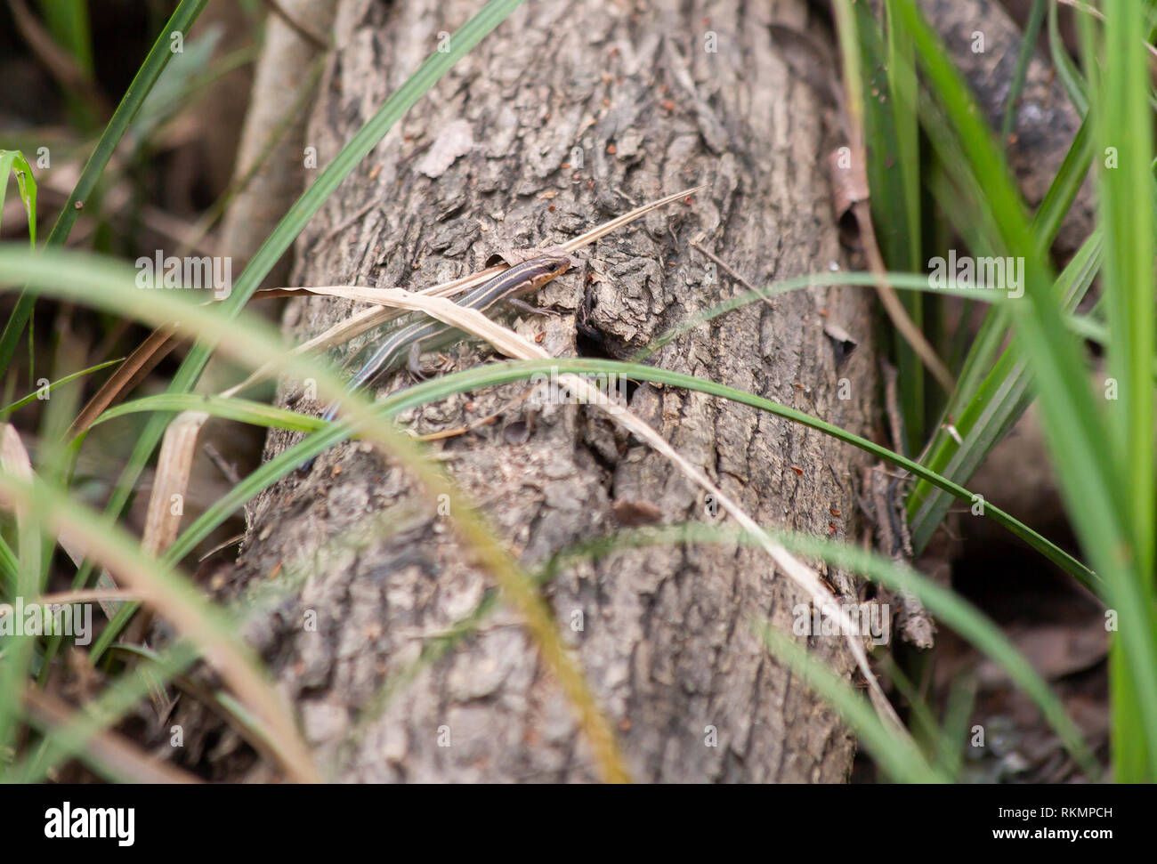 Skink on a log on the forest floor Stock Photo