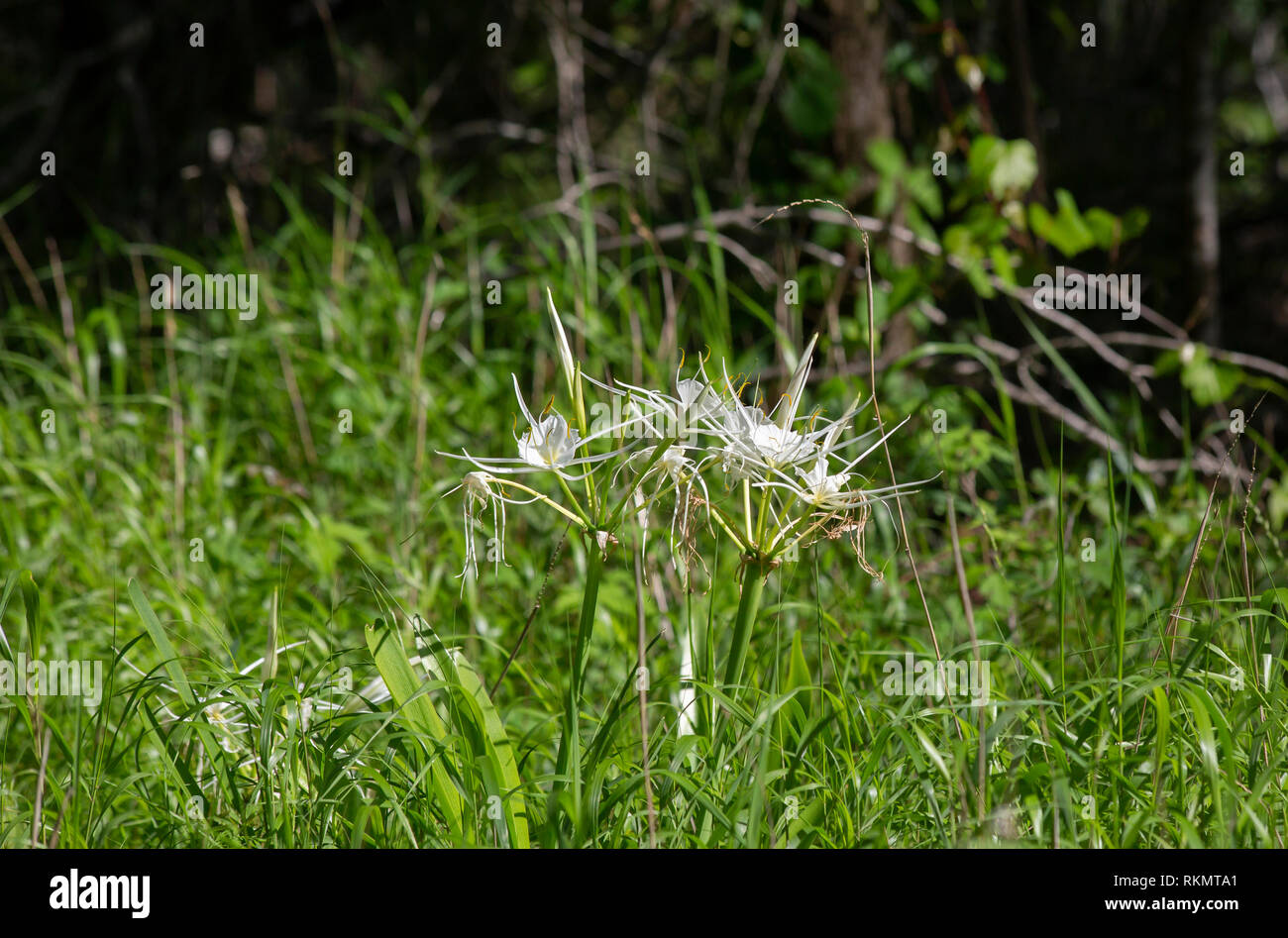Bouquet of spider lilies growing in an overgrown field Stock Photo