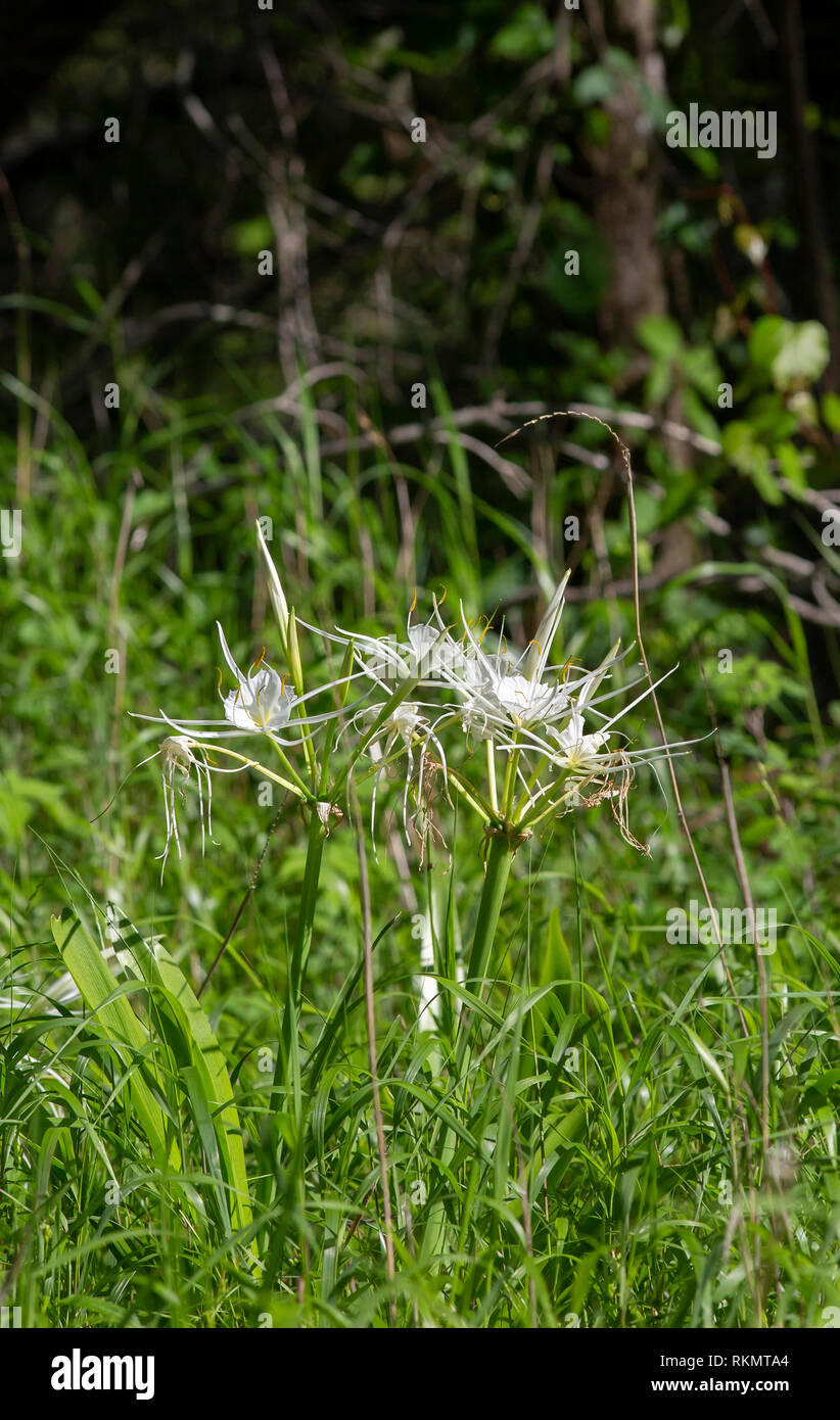 Bouquet of spider lilies growing in an overgrown field Stock Photo Alamy