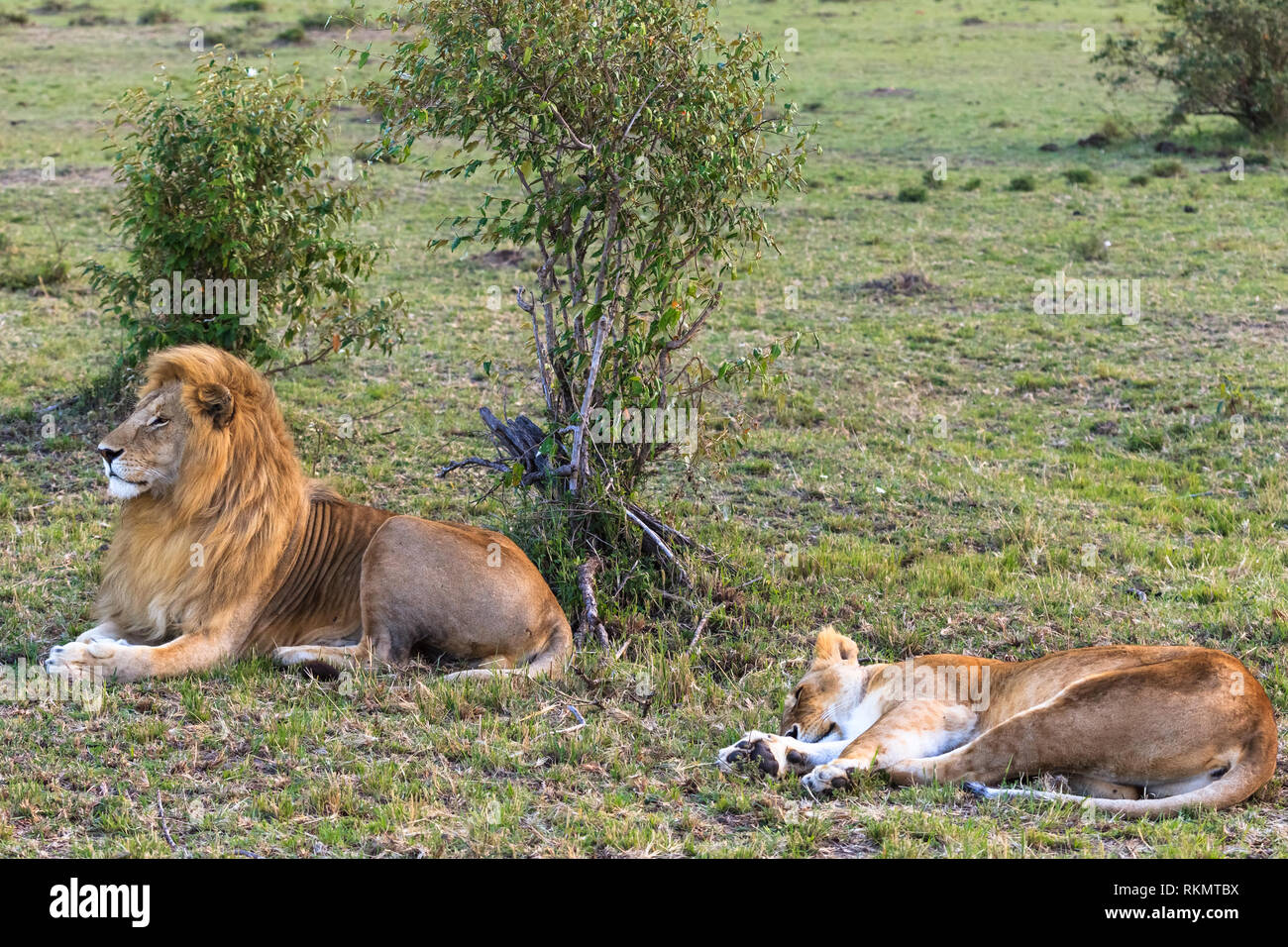 Two lion. Loving couple. Masai Mara, Kenya Stock Photo - Alamy