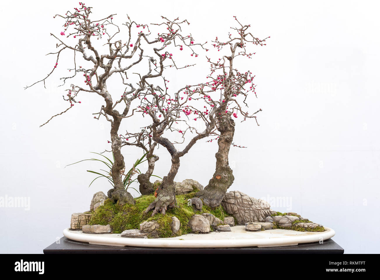 artificial large bonsai tree Tabletop Artificial Bonsai Tree in Matte Black Pot main image 1