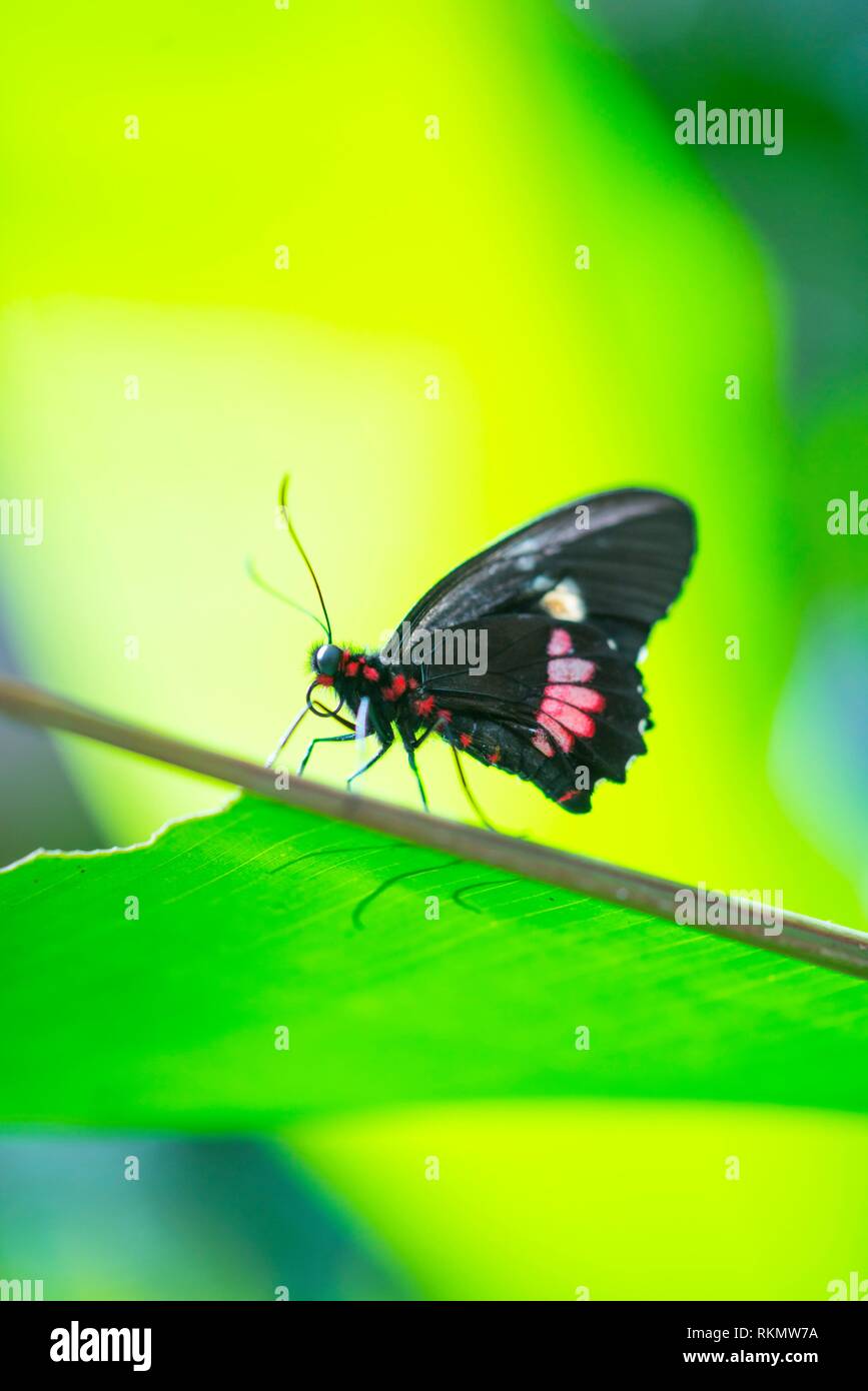 Buterflies, Insectos, Arthropods, Fauna. Stock Photo