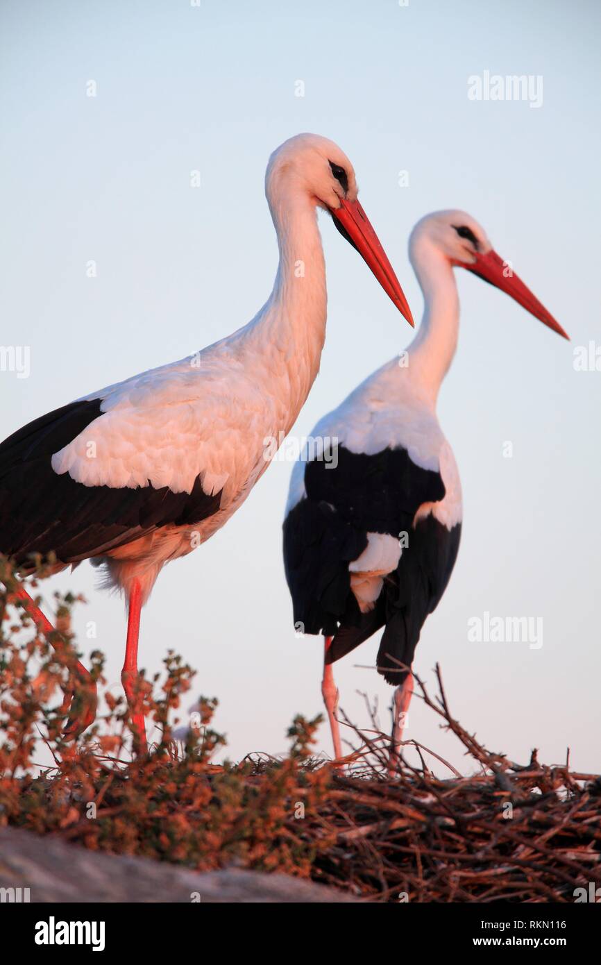 White stork (Ciconia ciconia) in the Los Barruecos natural park. Cáceres. Stock Photo