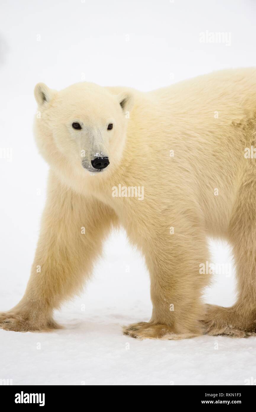 Polar Bear (Ursus maritimus) Yearling cub with mother close by, Wapusk NP, Cape Churchill, Manitoba, Canada. Stock Photo