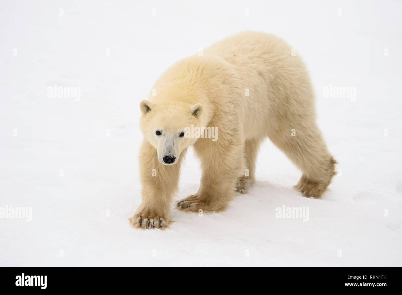 Polar Bear (Ursus maritimus) Yearling cub with mother close by, Wapusk NP, Cape Churchill, Manitoba, Canada. Stock Photo