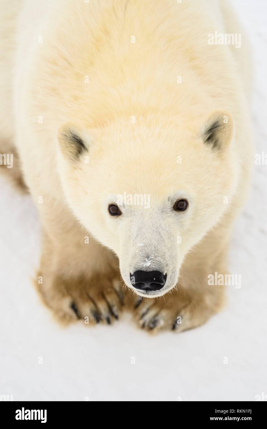 Polar Bear (Ursus maritimus) Yearling cubs with mother close by, Wapusk NP, Cape Churchill, Manitoba, Canada. Stock Photo