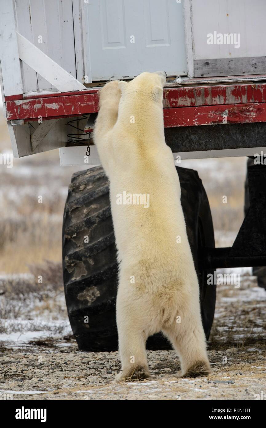 Polar bear tundra buggy manitoba canada hi-res stock photography and images  - Alamy