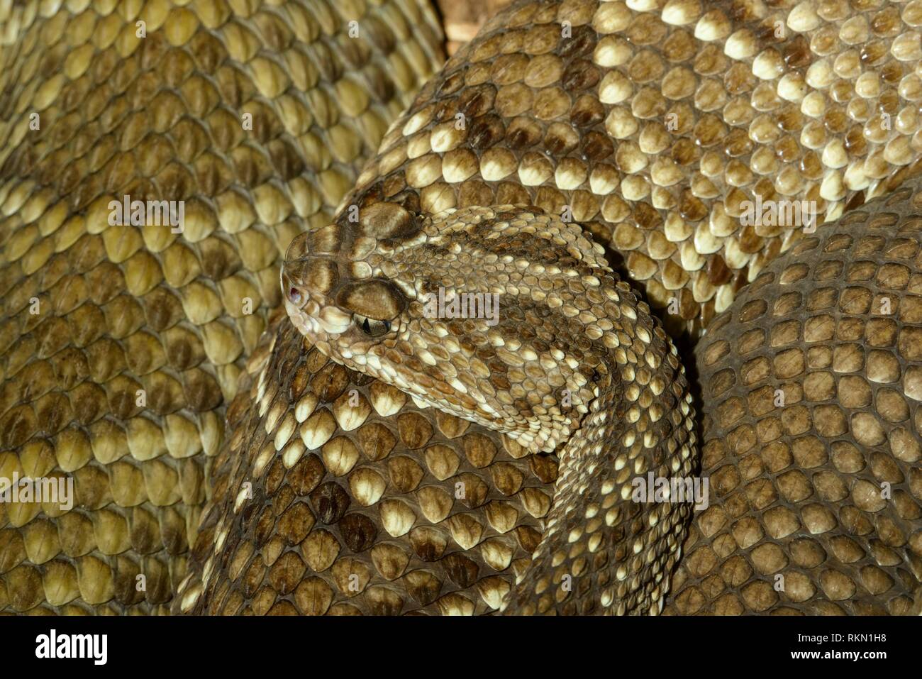 Neotropical rattlesnake (Crotalus durissus) Captive. Native to Central and South America