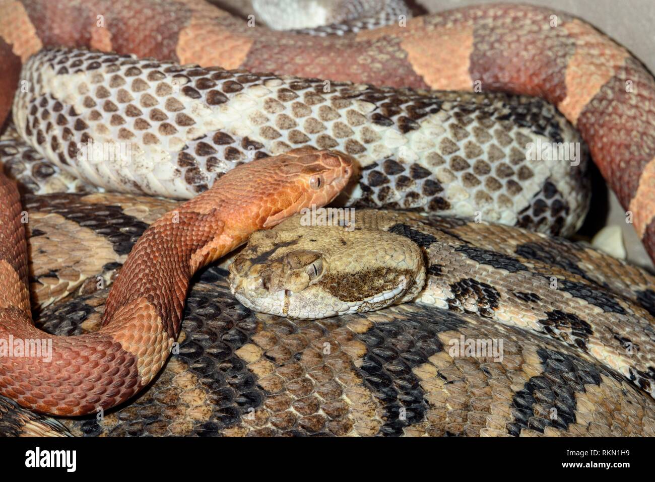 Broad banded copperhead snake hires stock photography and images Alamy