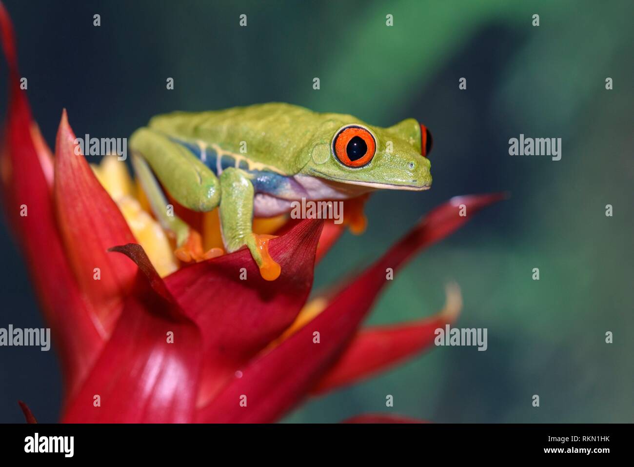 Redeyed Tree Frog (Agalychnis callidryas) Captive. Native to neotropical rainforests, Reptilia