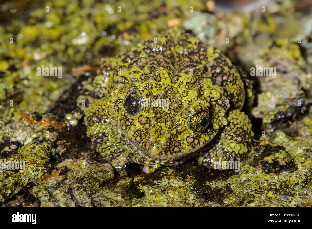 Moss frog hi-res stock photography and images - Alamy