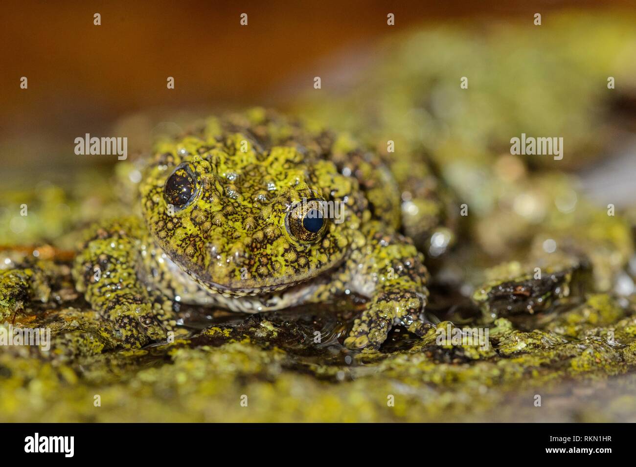 Vietnamese Moss Frog (Theloderma corticale) Captive. Native to Vietnam