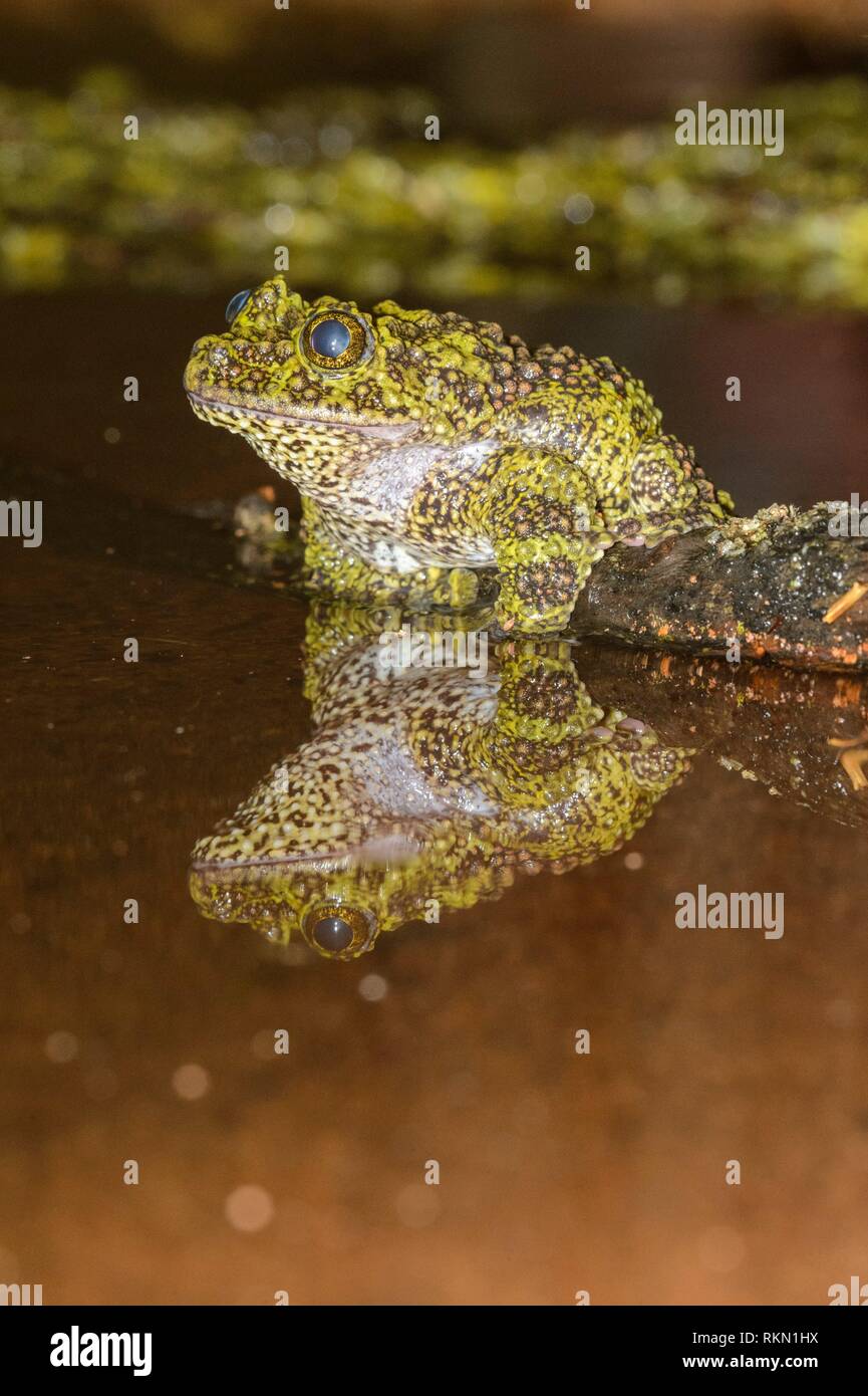 Vietnamese Moss Frog (Theloderma corticale) Captive. Native to