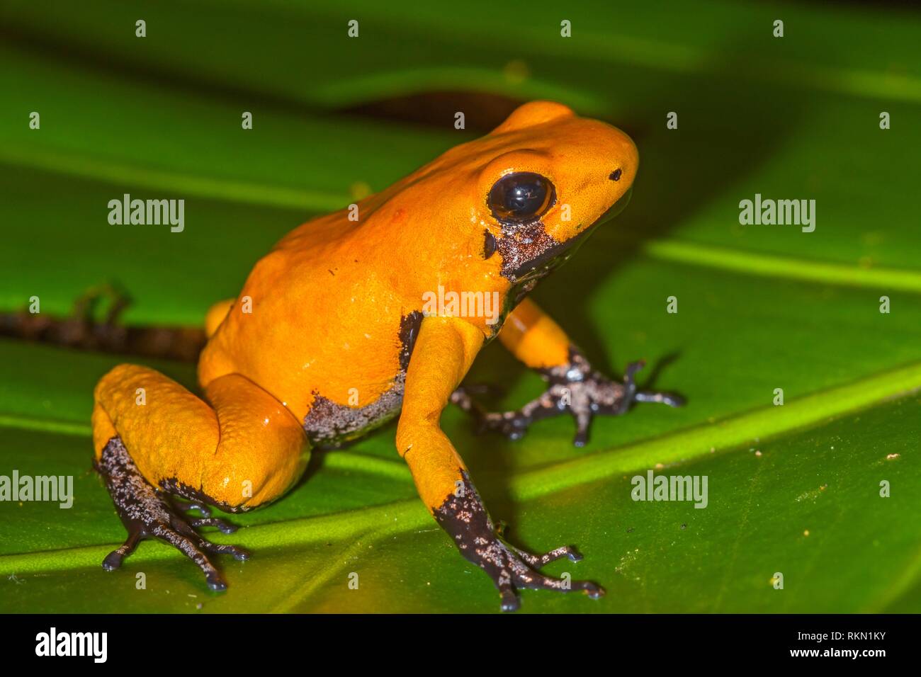 Golden poison frog (Phyllobates terribilis) Orange black foot