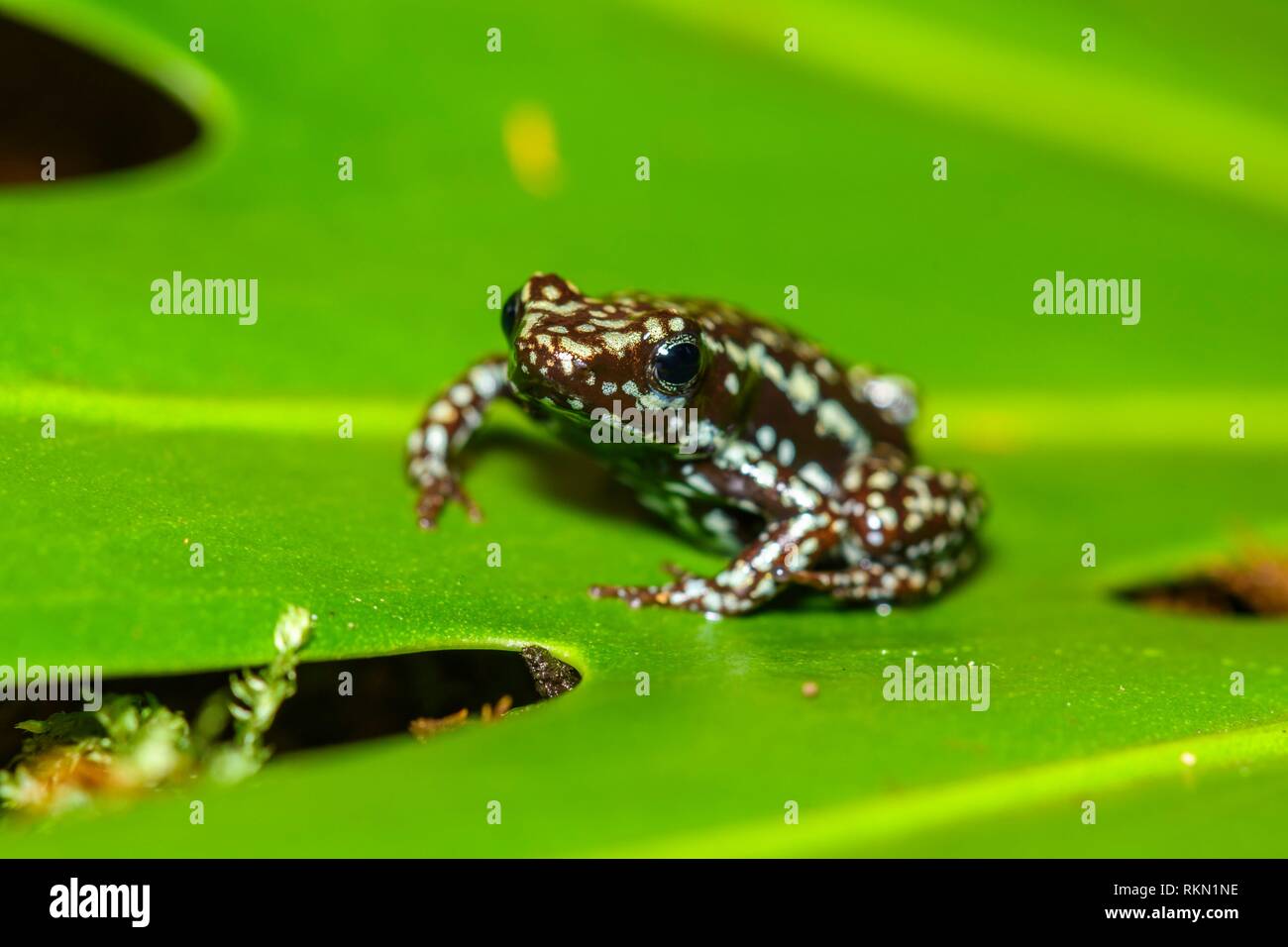 Phantasmal poison frog or phantasmal poison-arrow frog (Epipedobates tricolor) ''cielito'', Understory Enterprises, Captive raised, Native to: Stock Photo