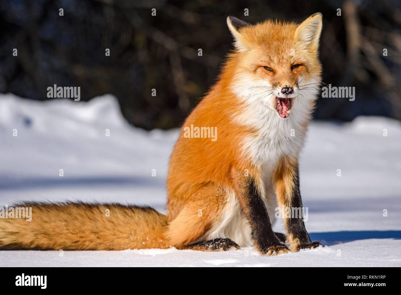 Red fox (Vulpes vulpes), Algonquin Provincial Park, Ontario, Canada. Stock Photo