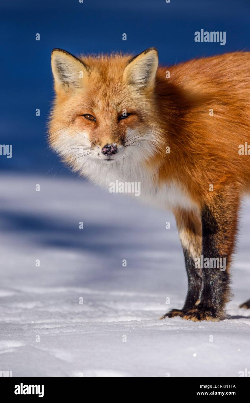 Red fox (Vulpes vulpes), Algonquin Provincial Park, Ontario, Canada. Stock Photo