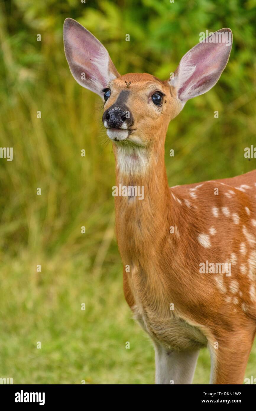 Blood Feeder Stock Photos Blood Feeder Stock Images Page 2 Alamy