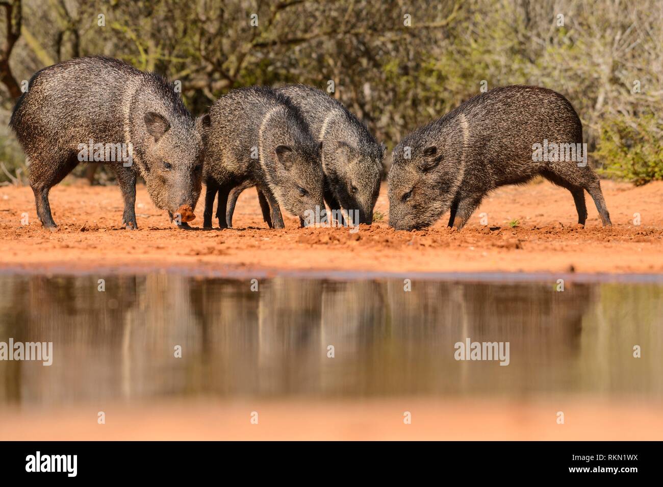 Peccary eating hires stock photography and images Alamy
