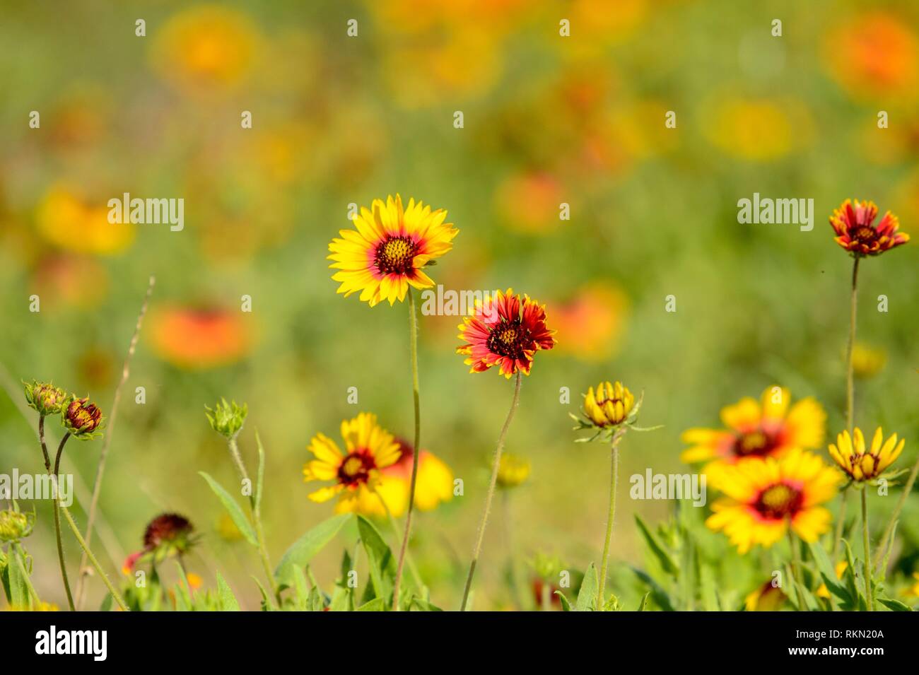 Firewheel gaillardia pulchella hi-res stock photography and images - Alamy
