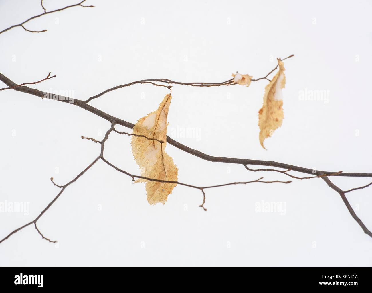 Winter beech woodland, Algonquin Provincial Park, Ontario, Canada. Stock Photo