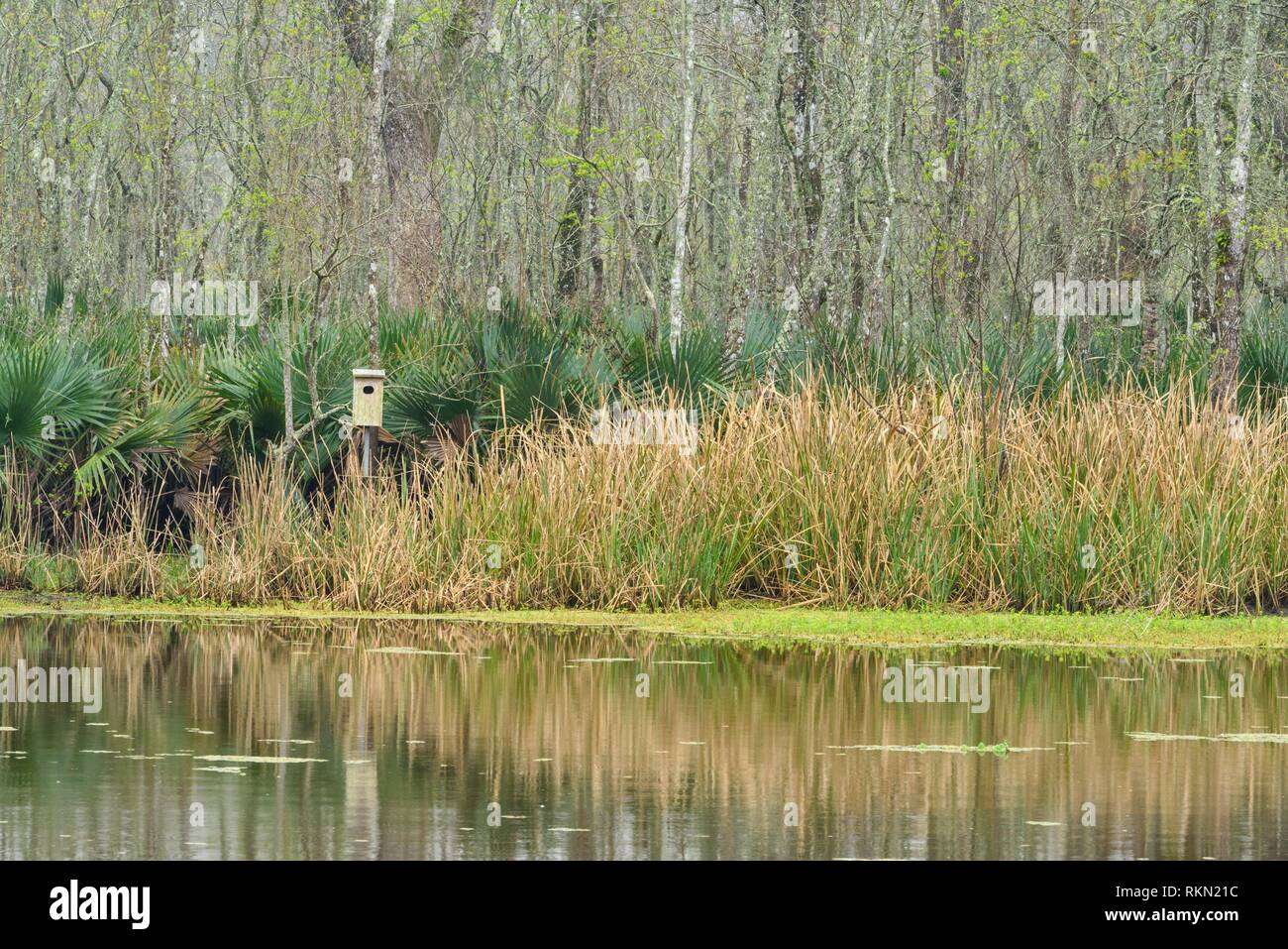 Spring forest near Eagle Pond, Palmetto Island State Park, Louisiana