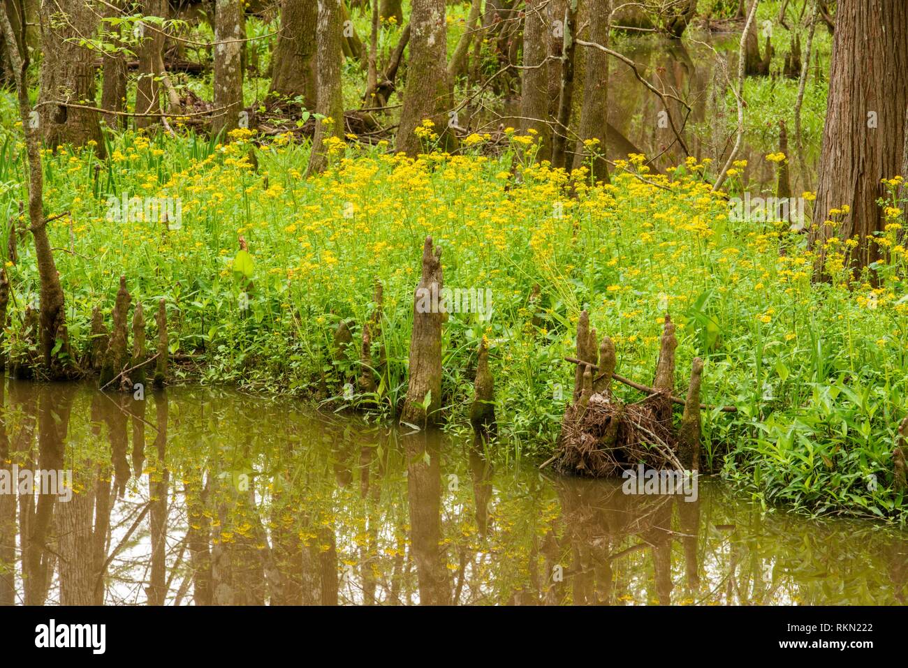 Louisiana bayou people hires stock photography and images Alamy