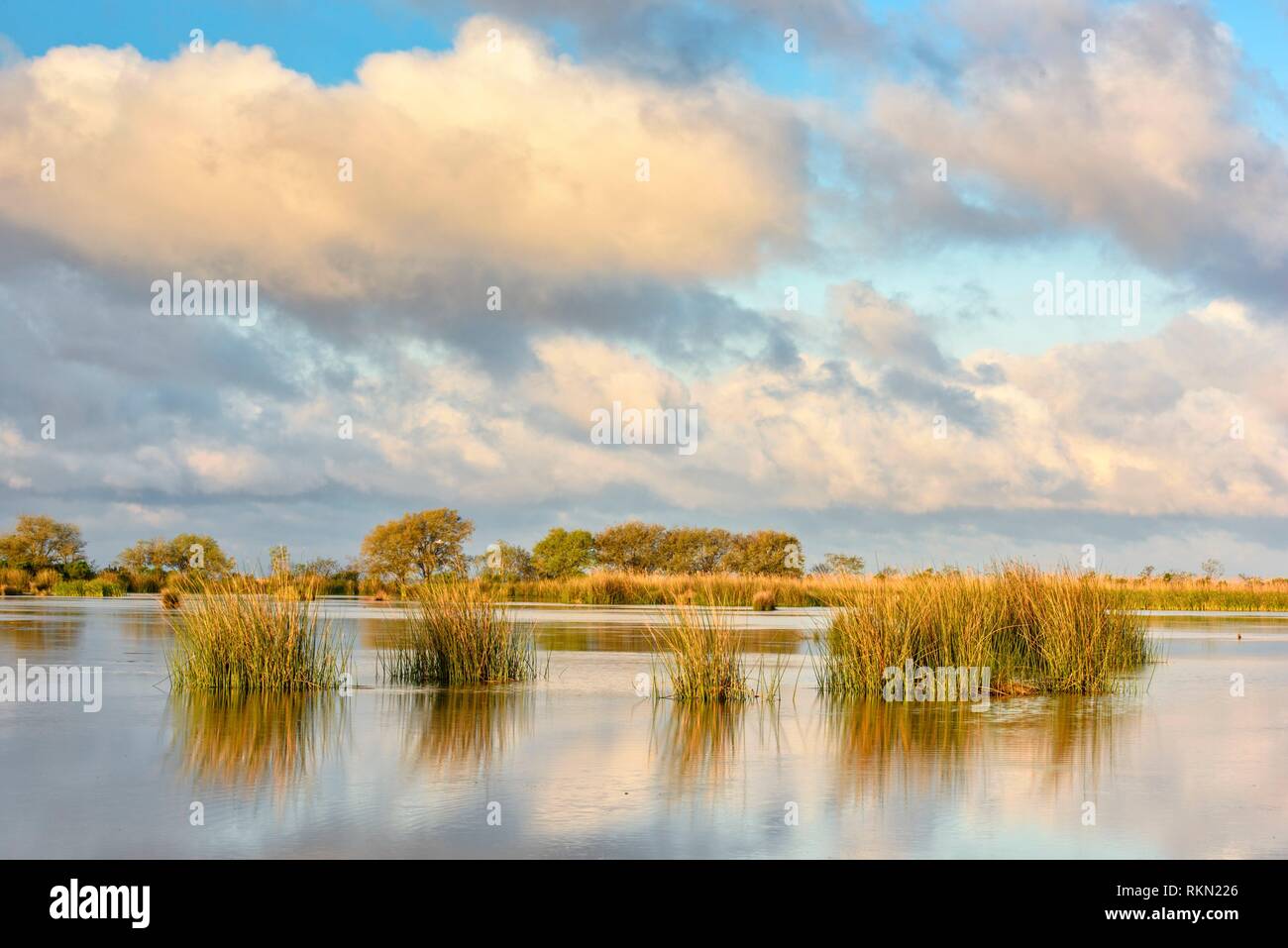 Marsh grasses in a wetland near Lake Pontchartrain, Fontainebleau State