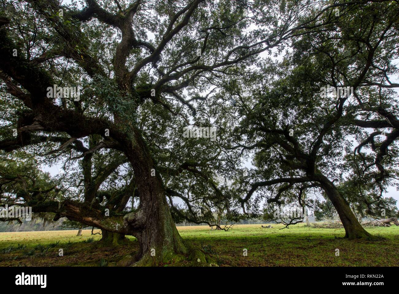 Live oak tree silhouette hi-res stock photography and images - Alamy
