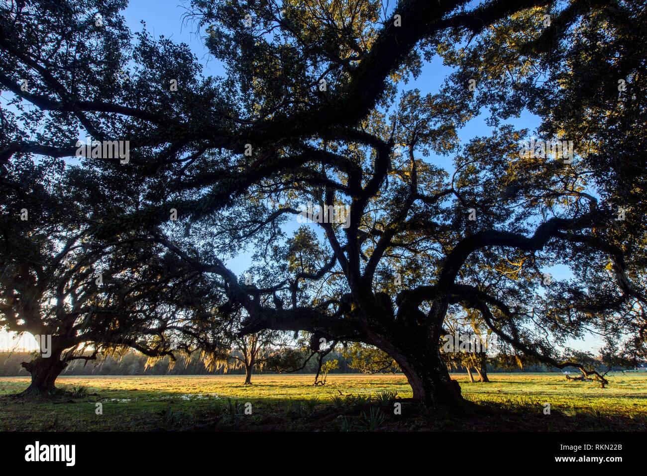 Large southern live oak and spanish moss, Abbeville, Louisiana, USA