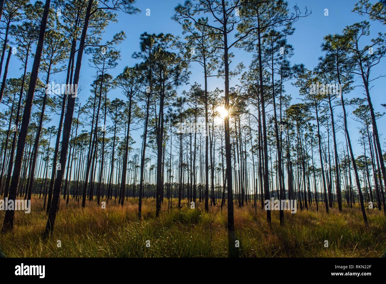 Pine trees at the edge of a marsh, Big Branch NWR, Boyscout Road, Louisiana, USA Stock