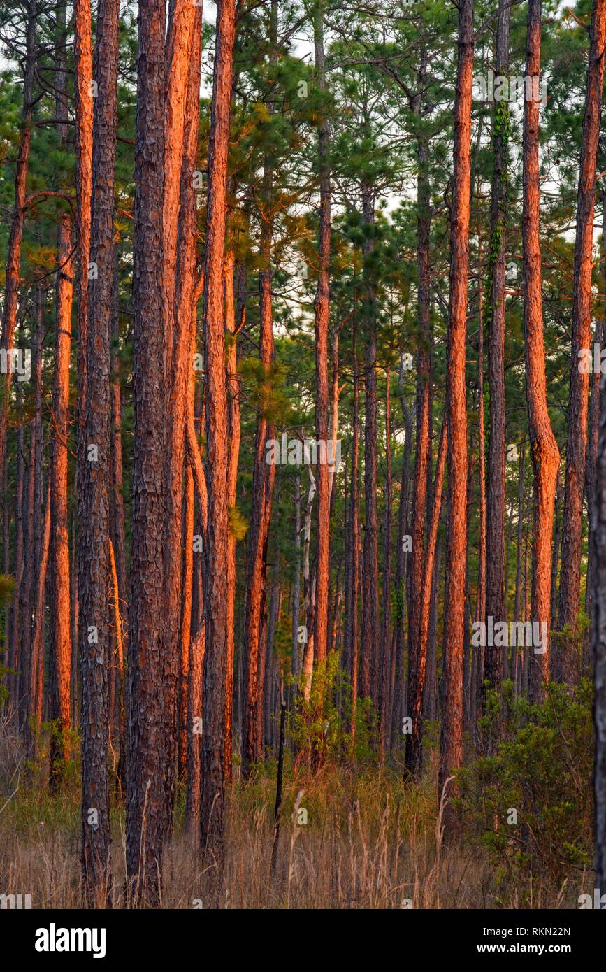Pine trees at the edge of a marsh, Big Branch NWR, Boyscout Road, Louisiana, USA Stock