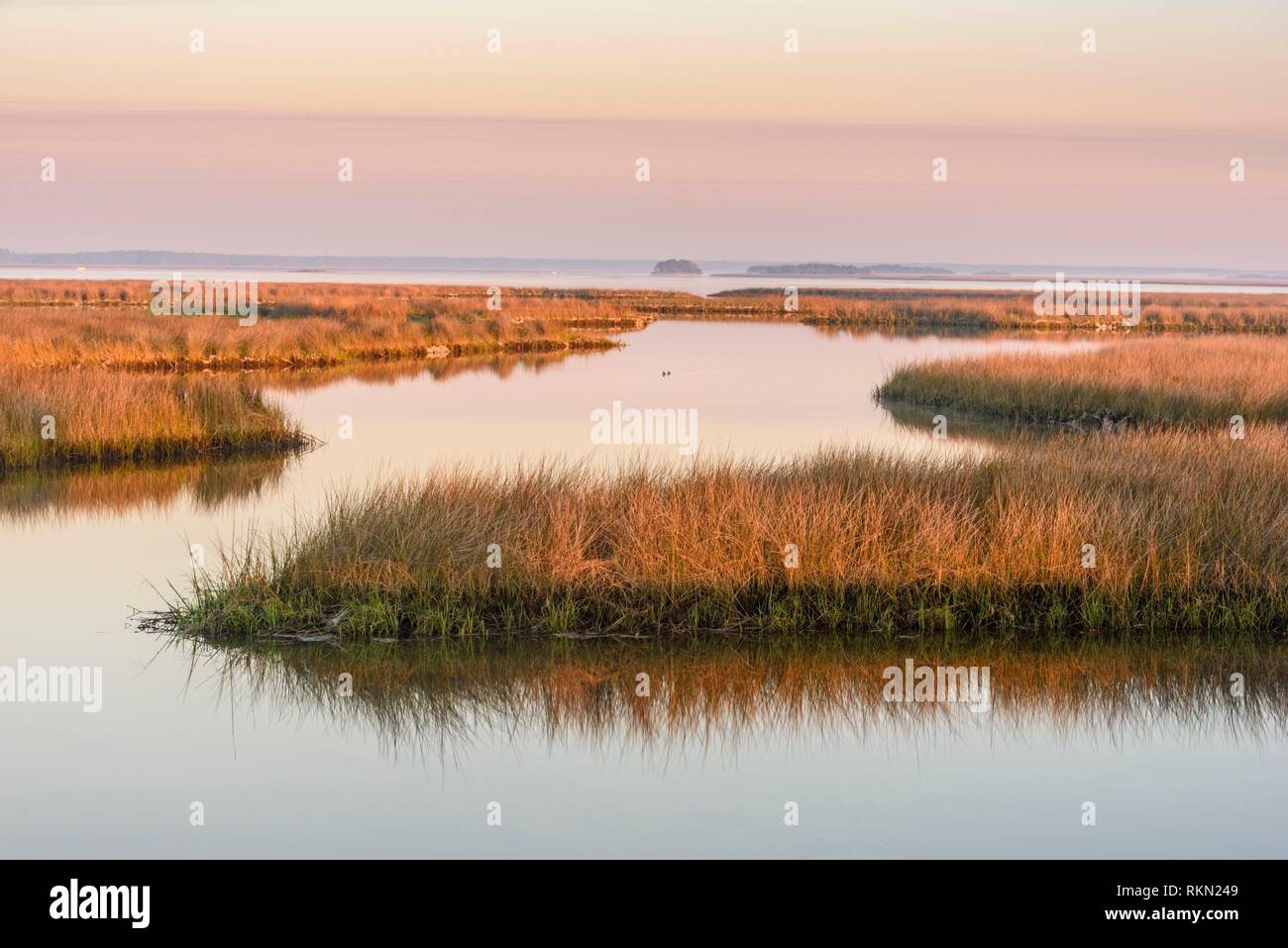 Salt water marshes at dawn, St. Marks NWR, Florida, USA. Stock Photo